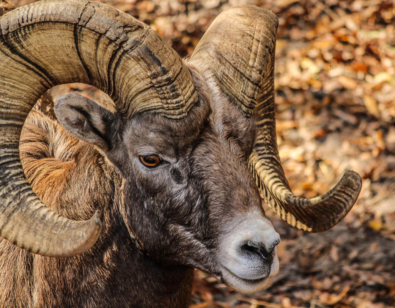 Two bighorn sheep walking through an alpine meadow.