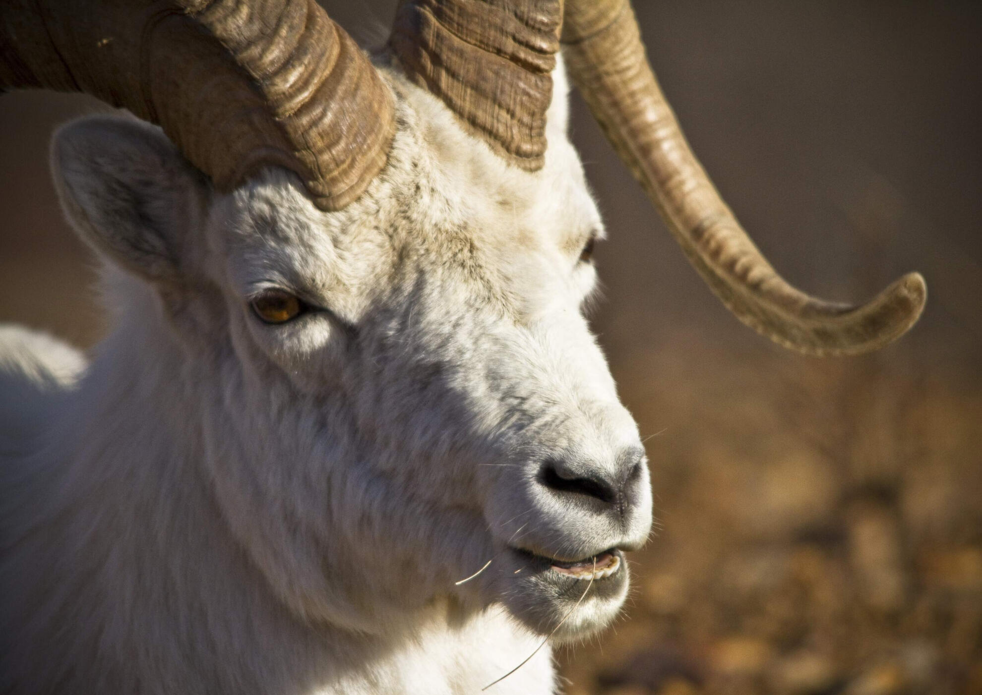 Dall Sheep photo by Jacob W. Frank