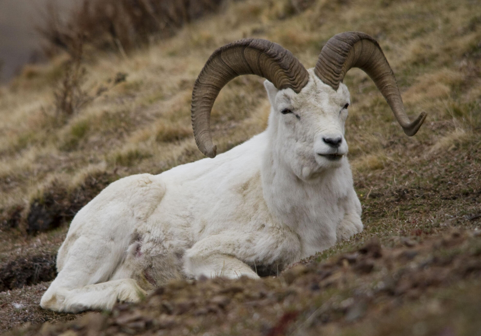 Dall Sheep photo by Jacob W. Frank