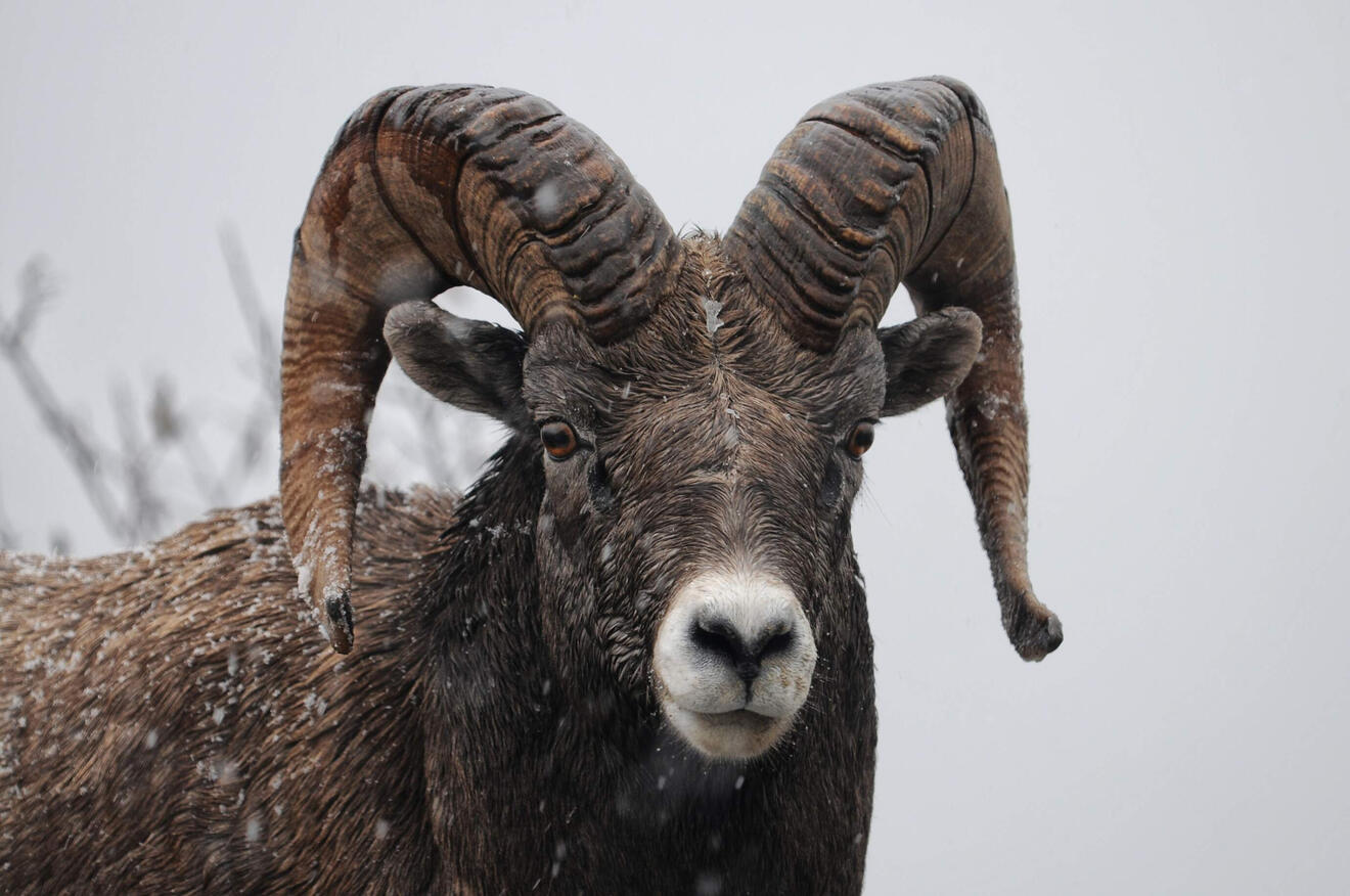 Bighorn sheep staring at the camera in winter.