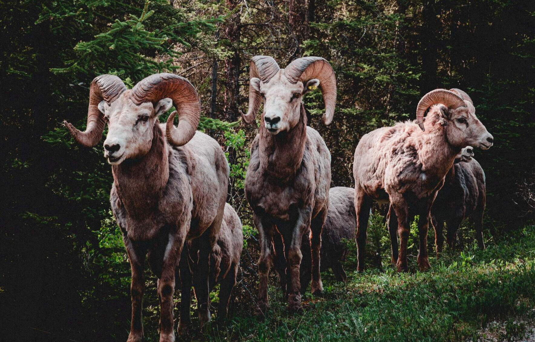 Photo of bighorn sheep in a forest setting.