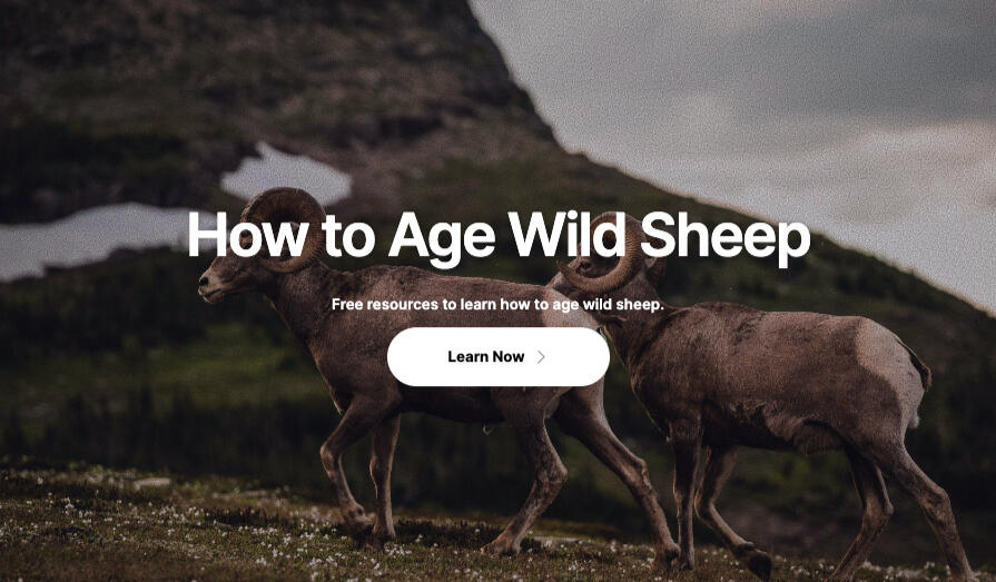 agingsheep.com